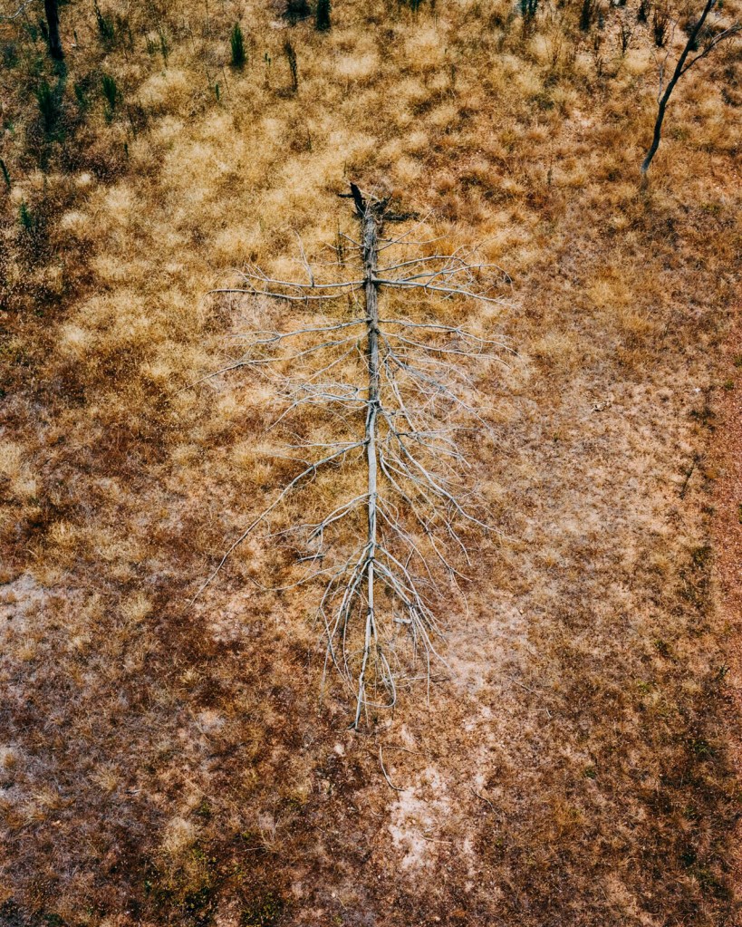 Tom Goldner (Australian, b. 1984) 'Untitled' from the series 'Do Brumbies Dream In Red?' 2020