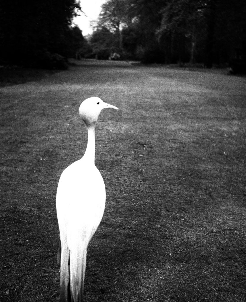 Bill Brandt (British born Germany, 1904-1983) 'Evening in Kew Gardens' 1932