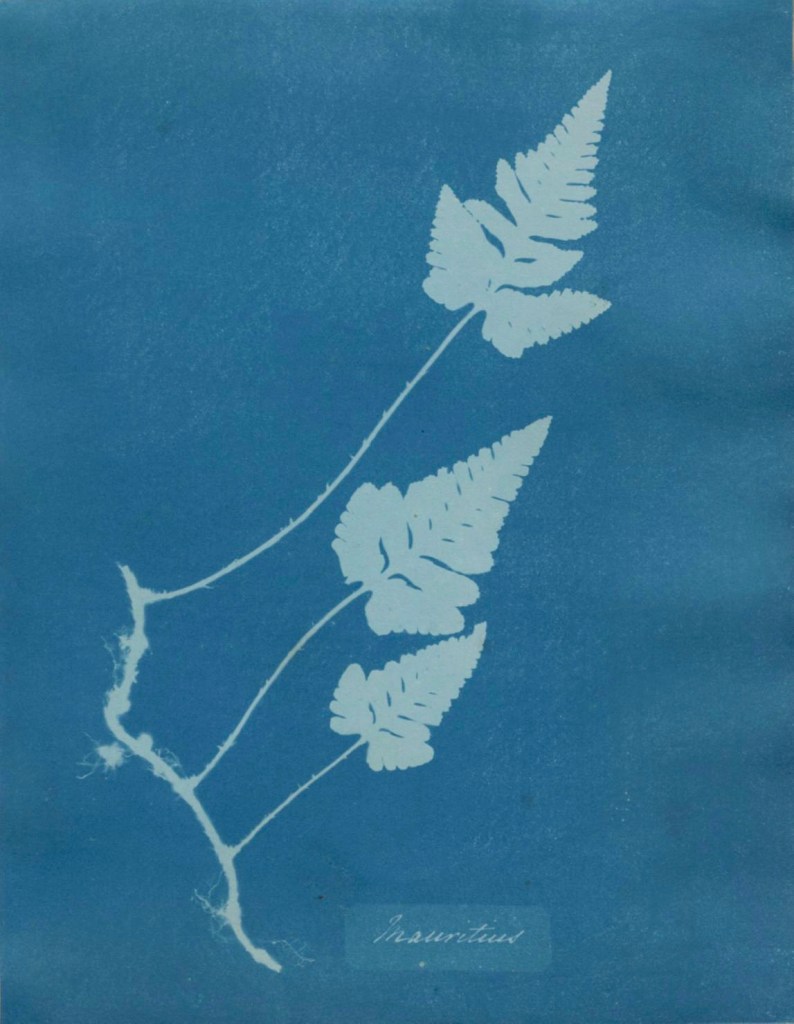 Anna Atkins (British, 1799-1871) 'Mauritius, from Cyanotypes of British and Foreign Flowering Plants and Fern' 1851-1854