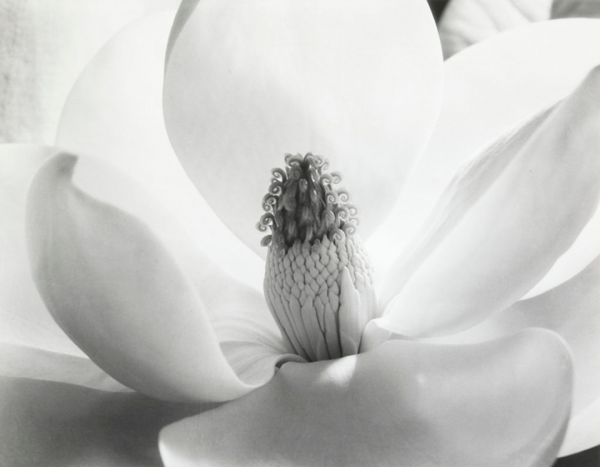Imogen Cunningham (American, 1883-1976) 'Magnolia Blossom' 1975