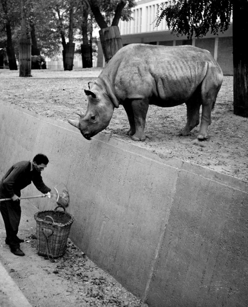 Friedrich Seidenstücker (German, 1882-1966) 'Autumn in the Zoo, African Rhinoceros' c. 1955