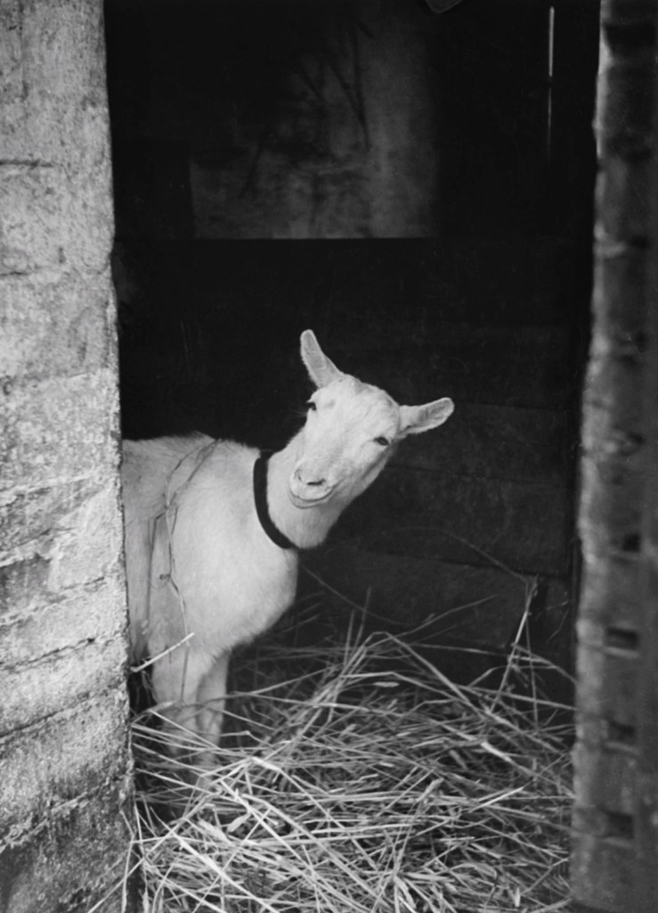 Friedrich Seidenstücker (1882-1966) 'Curious goat' 1920s-1930s
