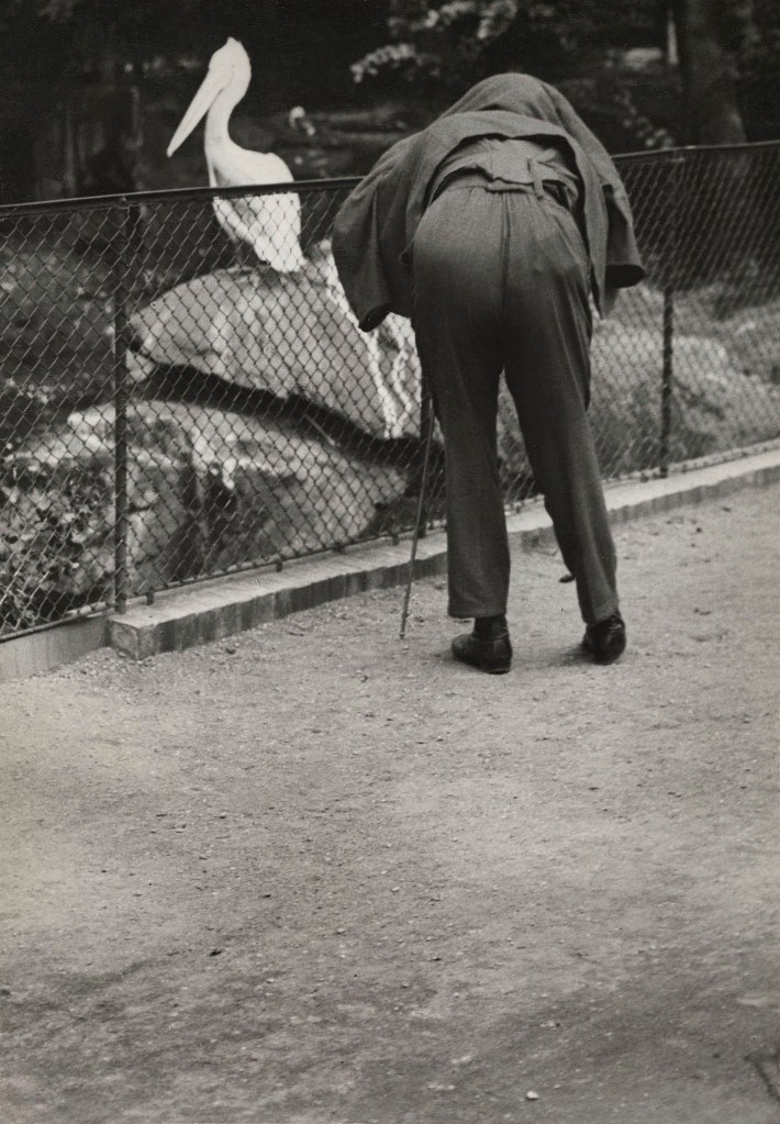 Friedrich Seidenstücker (1882-1966) 'Pelican, Berlin Zoo' 1928