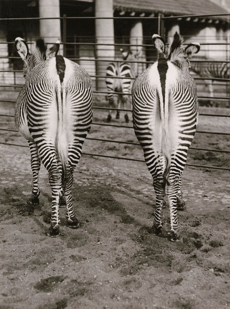 Friedrich Seidenstücker (German, 1882-1966) 'Zebras' 1920-1930s