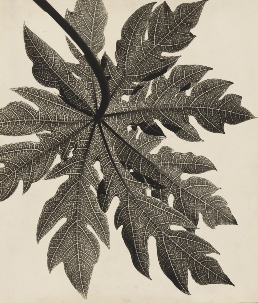 Gertrudes Altschul (Brazilian born Germany, 1904-1962) 'Filigree' (Filigrana) 1953