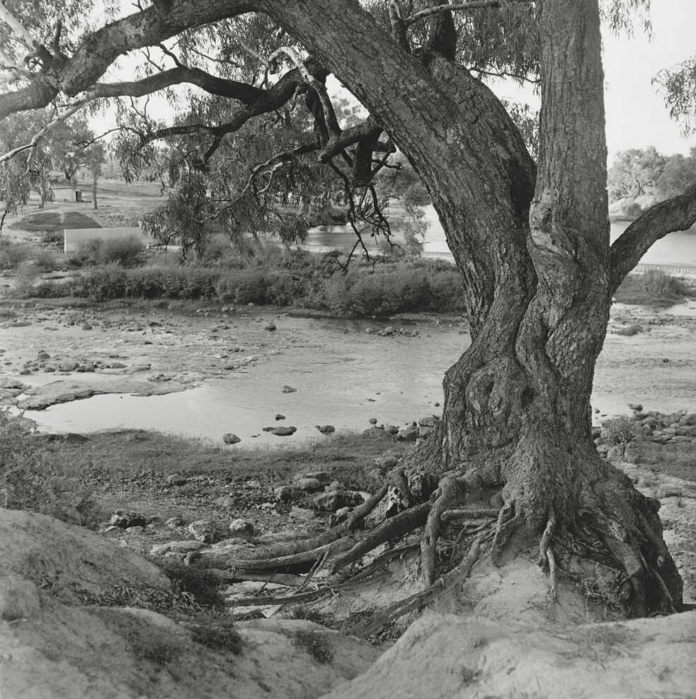 Mervyn Bishop (Australian, b. 1945) 'The Murai tree at the Rocks, Brewarrina, New South Wales' 1969, reproduction 2014