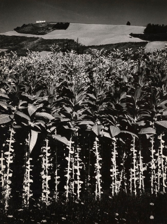 Mario Giacomelli (Italian, 1925-2000) 'Landscape: Tobacco' 1955-1956, printed 1980