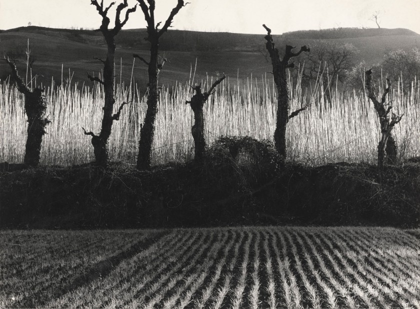 Mario Giacomelli (Italian, 1925-2000) 'Landscape: Flames on the Field' (Paesaggio, fiamme sul campo) 1954; printed 1980