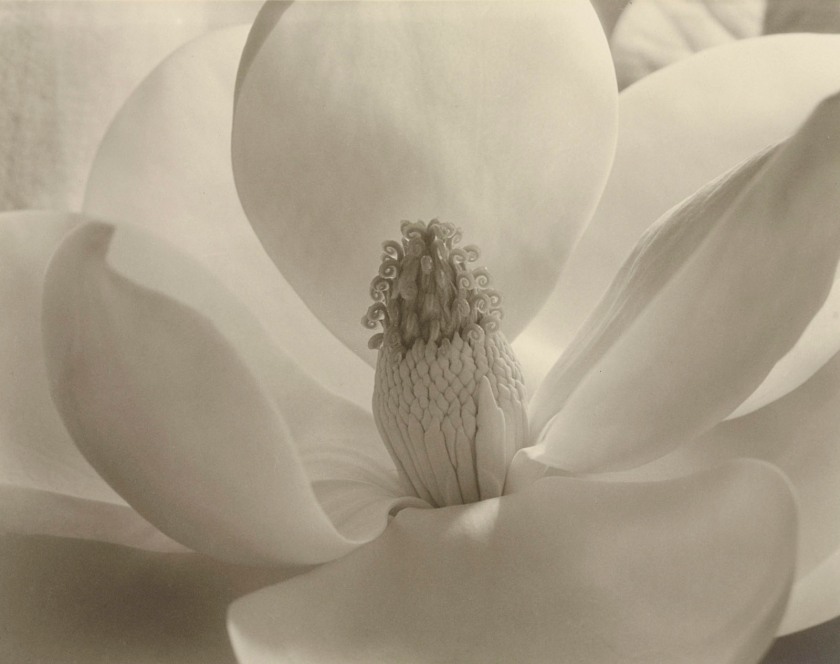 Imogen Cunningham (American, 1883-1976) 'Magnolia Blossom' c. 1925