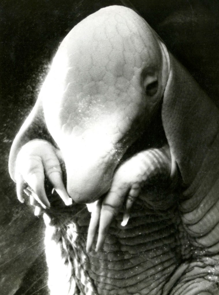 Dora Maar (French, 1907-1997) 'Père Ubu' (Portrait of Ubu) 1936