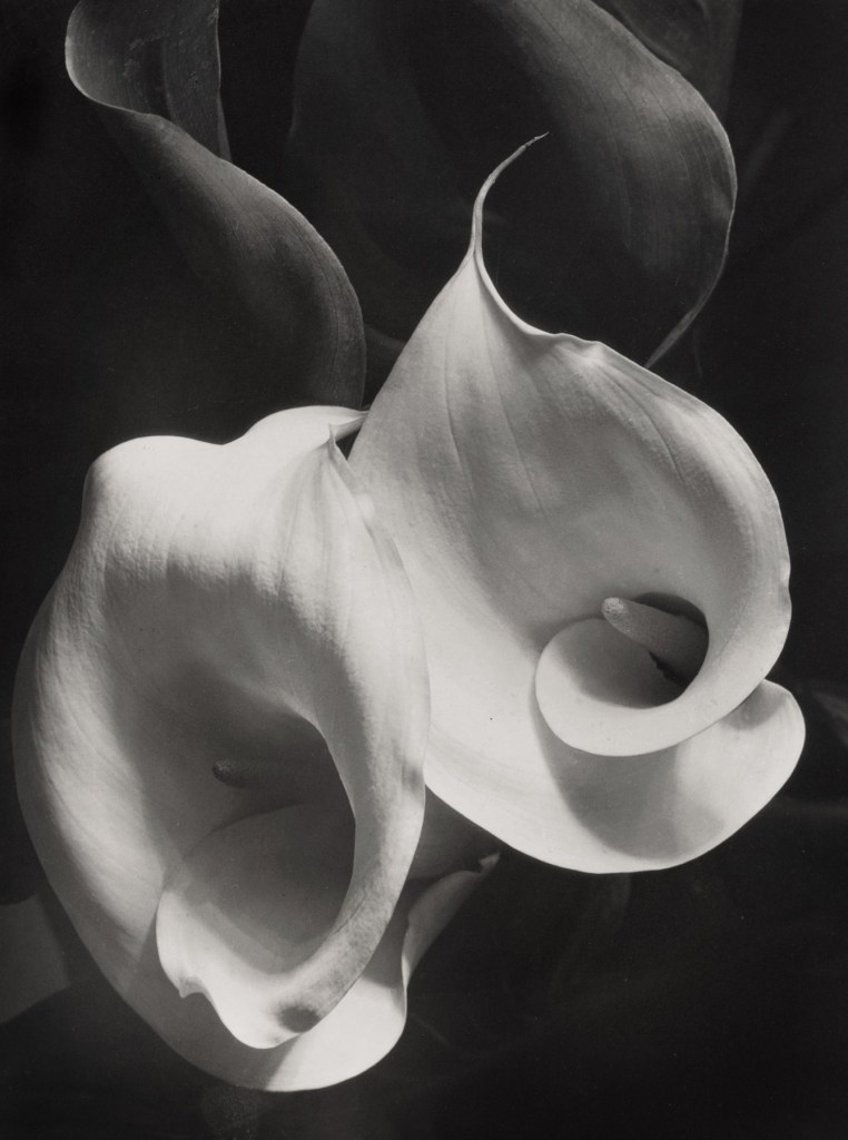 Imogen Cunningham (American, 1883-1976) 'Two Callas' 1925-1929