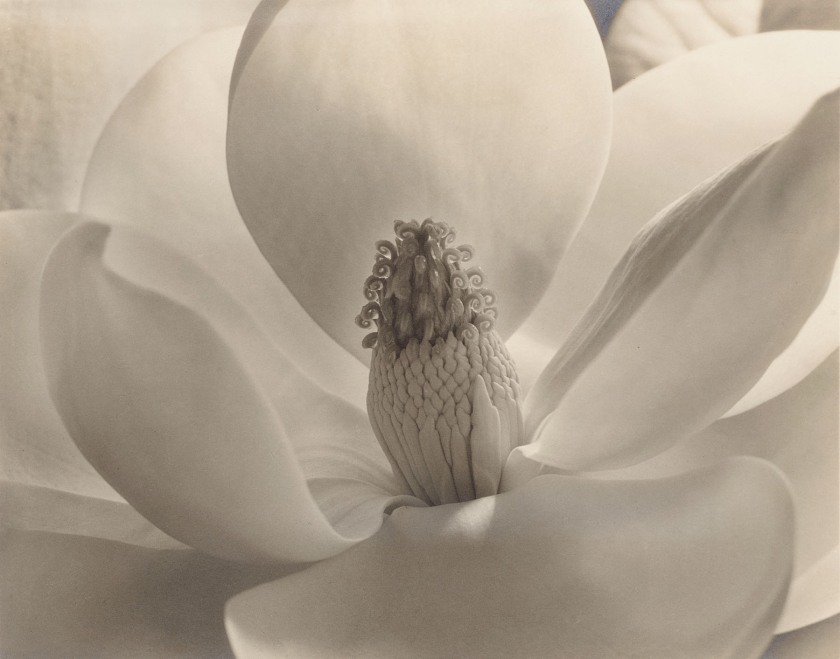 Imogen Cunningham (American, 1883-1976) 'Magnolia Blossom' Negative 1925; print 1930