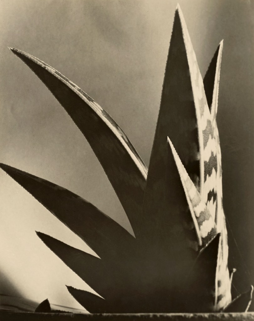 Imogen Cunningham (American, 1883-1976) 'Aloe' 1925