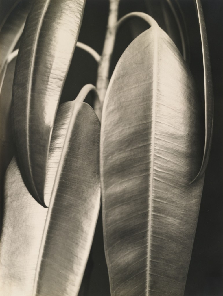 Aenne Biermann (German, 1898-1933) 'Ficus elastica' 1926