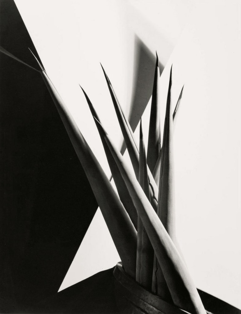 Imogen Cunningham (American, 1883-1976) 'Agave Design 1' 1920s