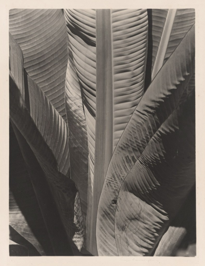 Imogen Cunningham (American, 1883-1976) 'Banana Plant' 1925-1929