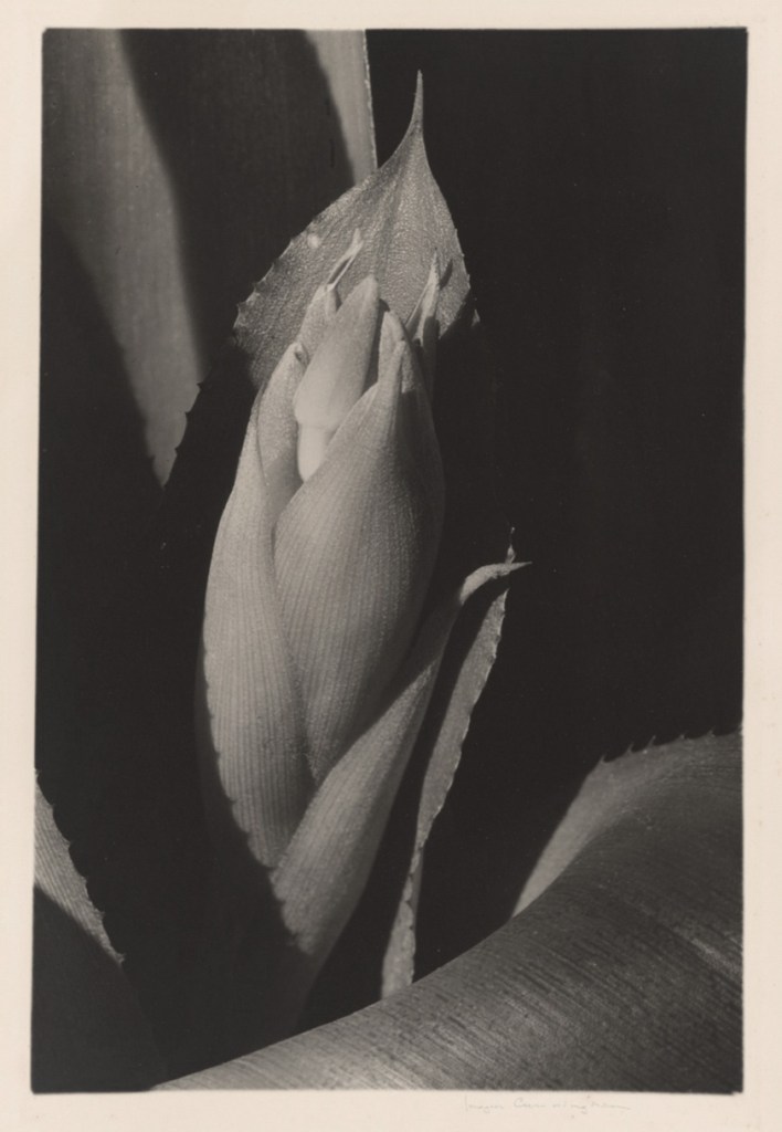 Imogen Cunningham (American, 1883-1976) 'Billbergia' 1929