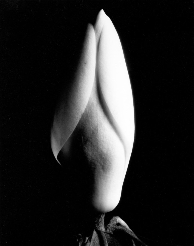 Imogen Cunningham (American, 1883-1976) 'Magnolia Bud' 1929