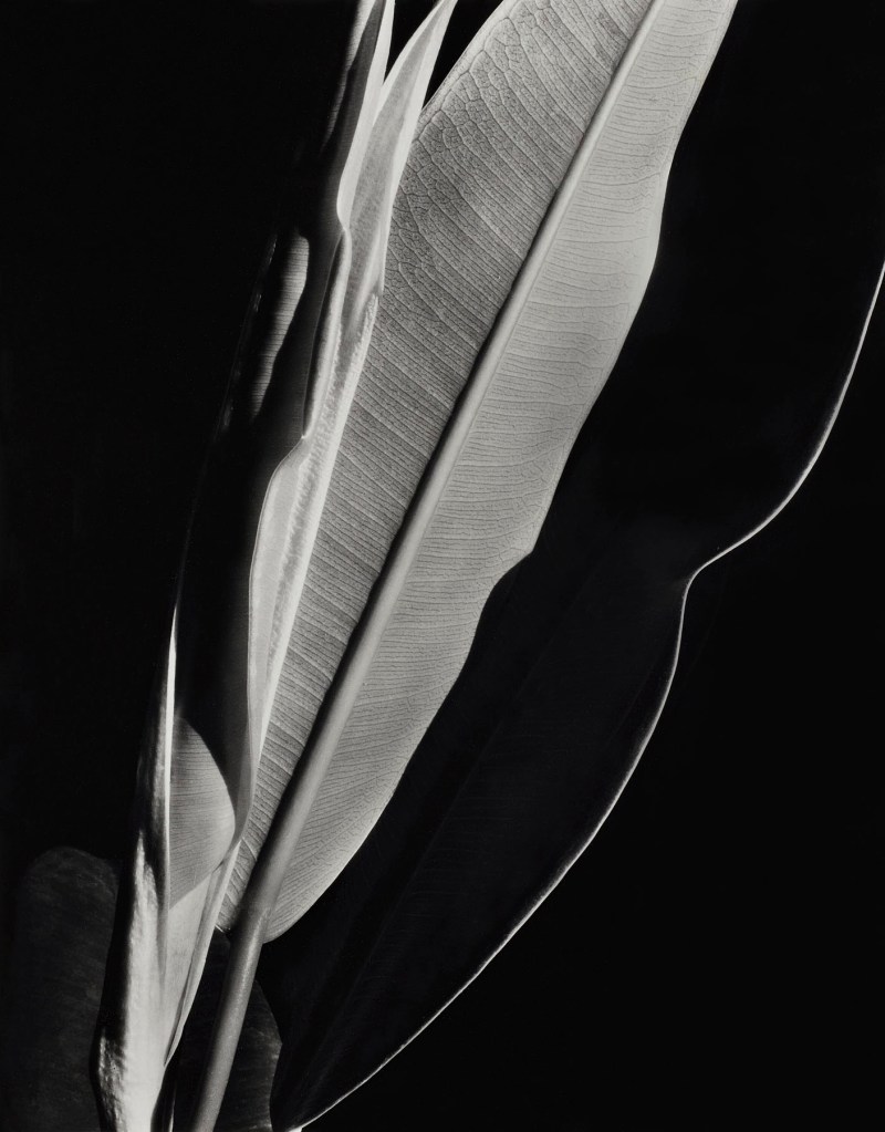 Imogen Cunningham (American, 1883-1976) 'Rubber Plant' before 1929