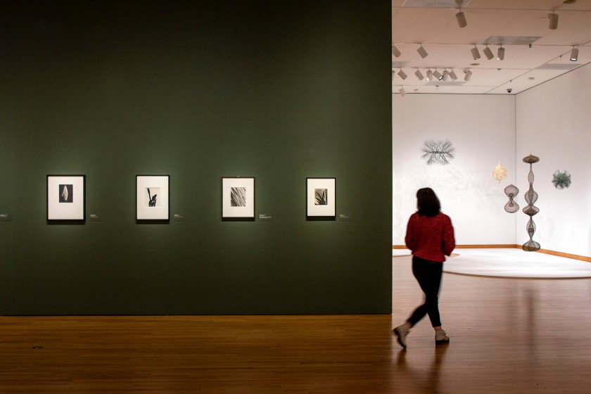 Installation view of the exhibition 'Imogen Cunningham: A Retrospective' at the Seattle Art Museum (SAM) showing at left, 'Magnolia Bud' (1929); at second left, 'Amaryllis' (1933); at third left, 'Agave Design 2' (1920s); and at right, 'Aloe' (1925)