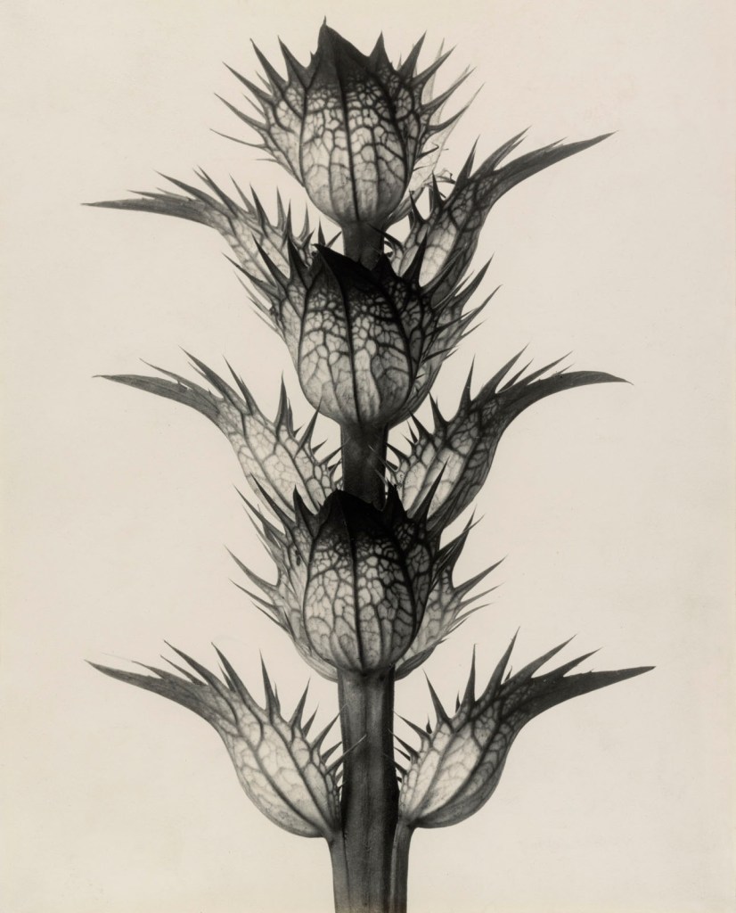 Karl Blossfeldt (German, 1865-1932) 'Acanthus mollis (Soft Acanthus, Bear's Breeches. Bracteoles with the Flowers Removed, Enlarged 4 Times)' 1898-1928