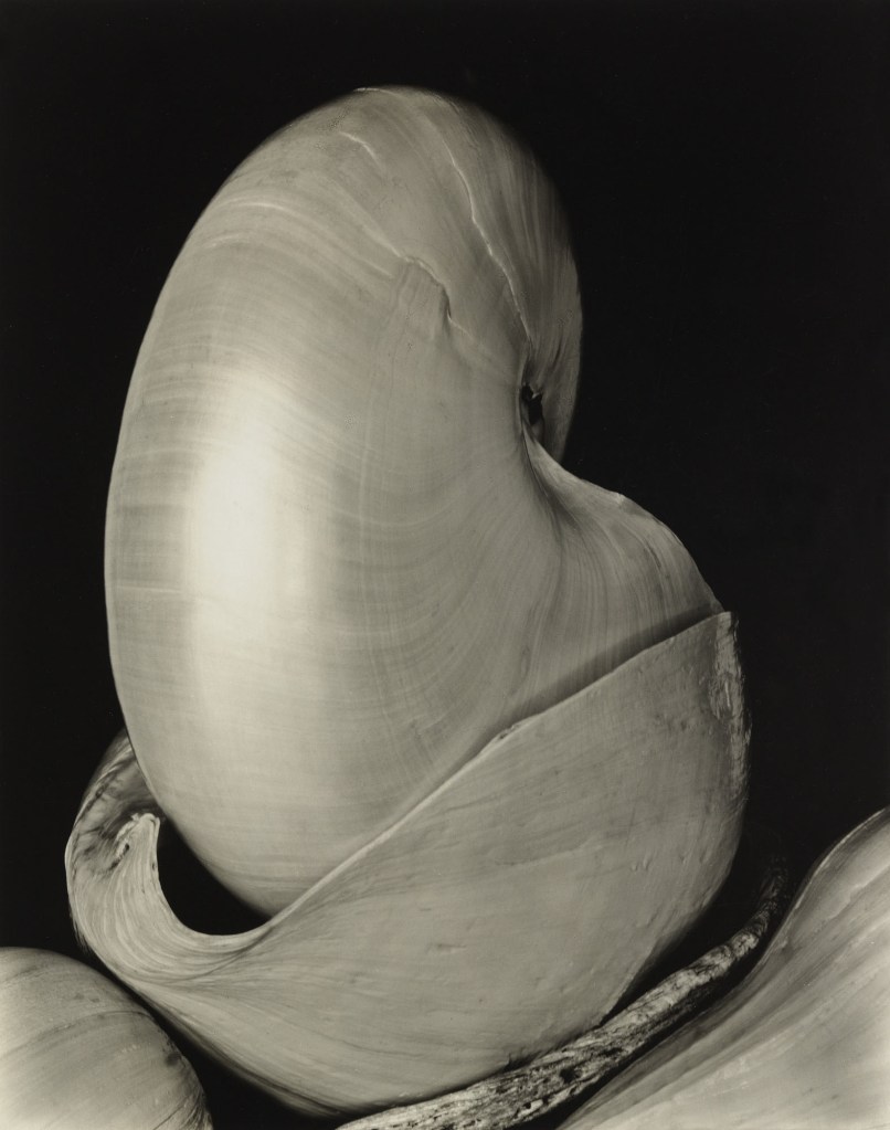 Edward Weston (American, 1886-1958) 'Shells' 1927