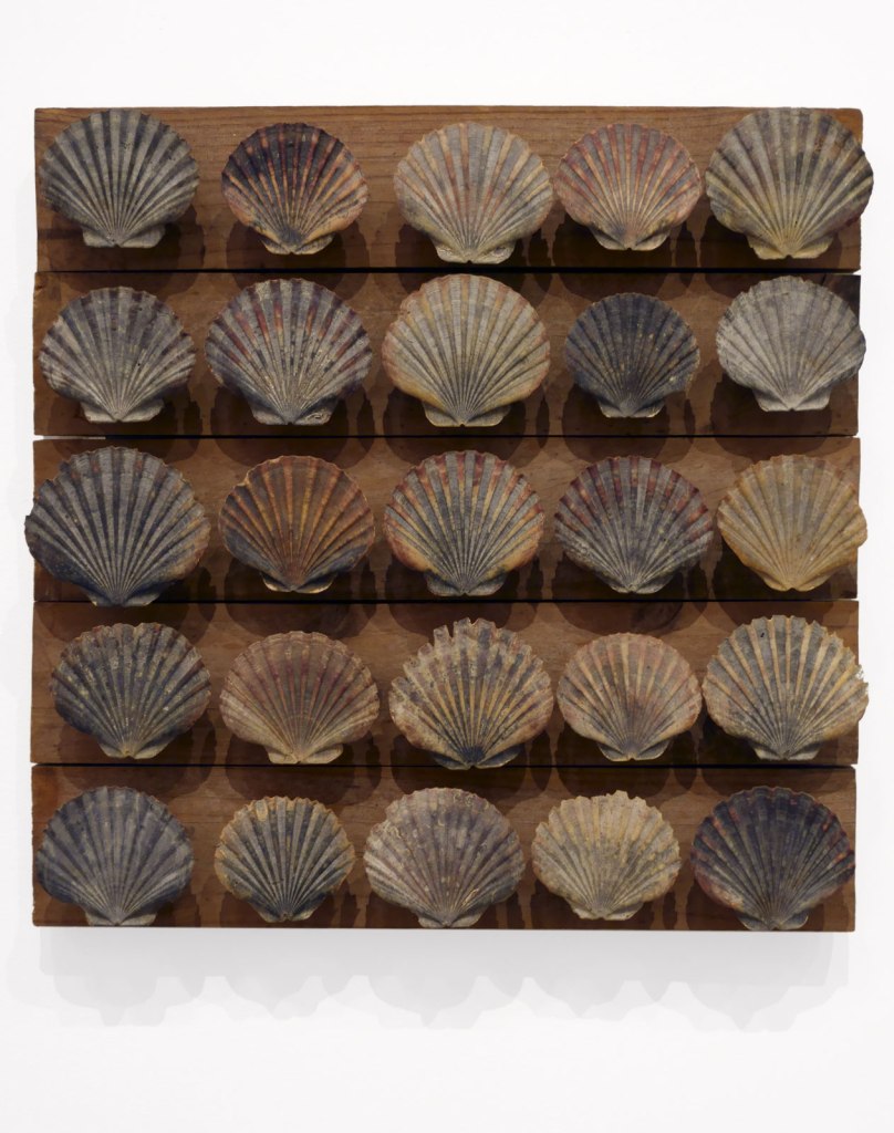 Rosalie Gascoigne (Australian born New Zealand, 1917-1999) 'Twenty-five scallop shells' c. 1984-1986 (installation view)