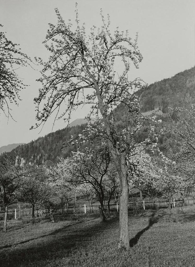 Hildegard Heise (German, 1897-1979) 'Blühende Apfelbäume, Nußdorf am Inn' (Blossoming apple trees, Nußdorf am Inn) 1961