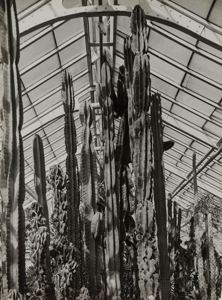 Hildegard Heise (German, 1897-1979) 'Blick in das Kakteenhaus in Bonn/Rhein' (View of the cactus house in Bonn/Rhein) c. 1935