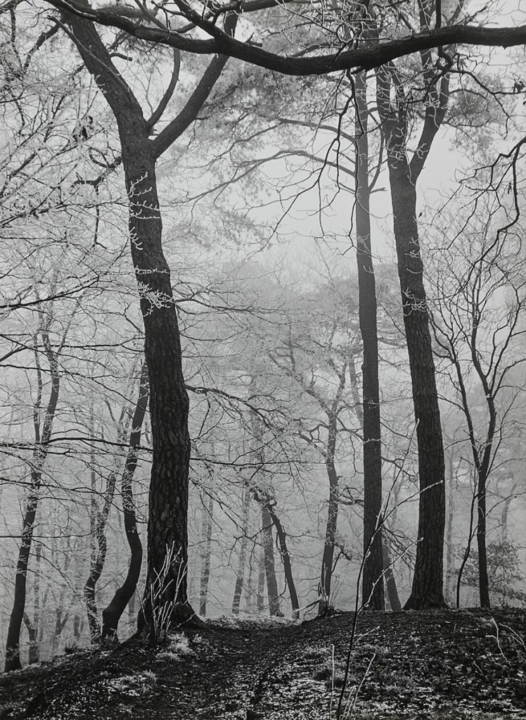 Hildegard Heise (German, 1897-1979) 'Winterliche Bäume, Hamburg' (Wintry trees, Hamburg) 1955