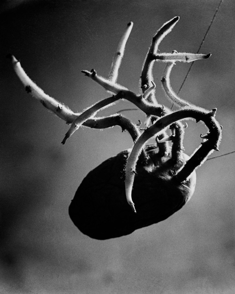 Brassaï (Hungarian-French, 1899-1984) 'Circumstantial Magic. Sprouting Potato' 1931 Brassaï (Hungarian-French, 1899-1984) 'Circumstantial Magic. Sprouting Potato' 1931