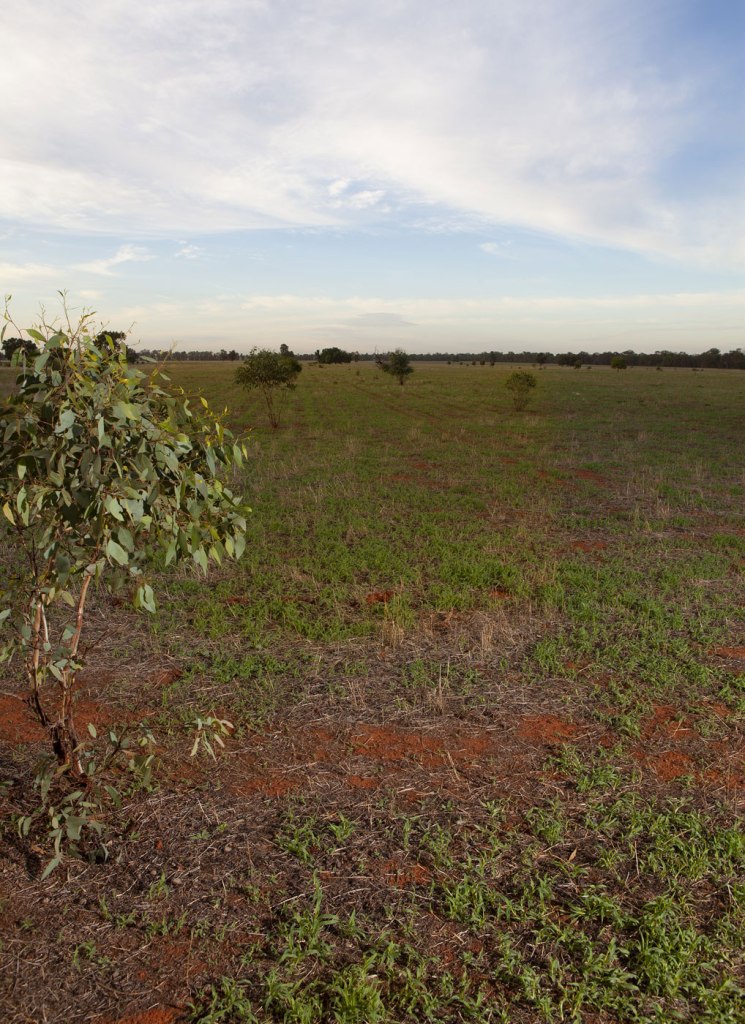 Anne Ferran (Australian, b. 1949) 'Plains wanderer 3' 2020-2021