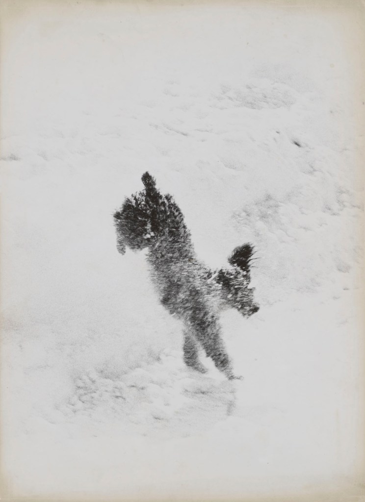 Paul Himmel (American, 1914-2009) 'Dog in Central Park' c. 1955