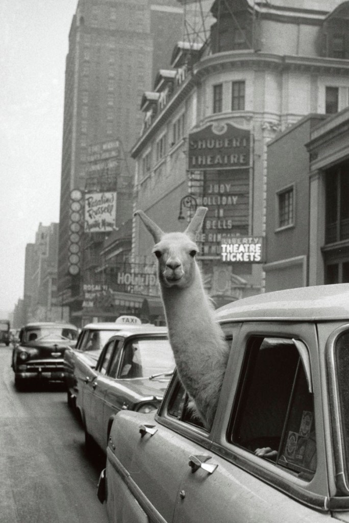 Inge Morath (Austrian, 1923-2002) 'A Llama in Times Square' 1957