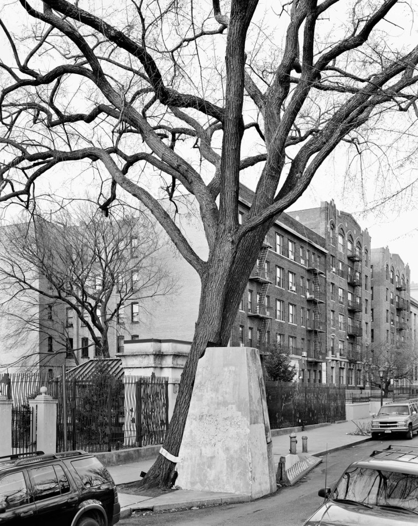 Mitch Epstein (American, b. 1952) 'American Elm, Eastern Parkway, Brooklyn' 2012