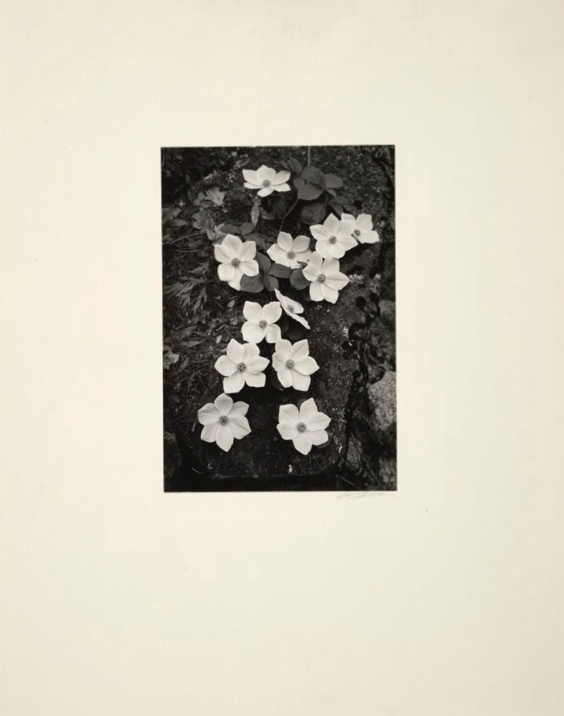 Ansel Adams (American, 1902-1984) '[Dogwood Blossoms, Yosemite National Park]' Negative about 1938; print 1941
