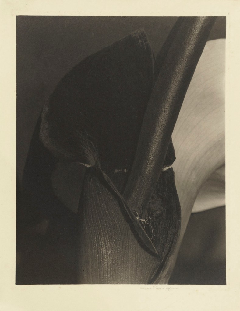 Imogen Cunningham (American, 1883-1976) 'Calla Lily (Black and White Lily)' 1925-1933