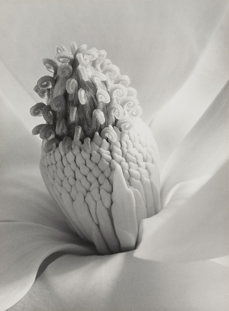 Imogen Cunningham (American, 1883-1976) 'Tower of Jewels' 1925