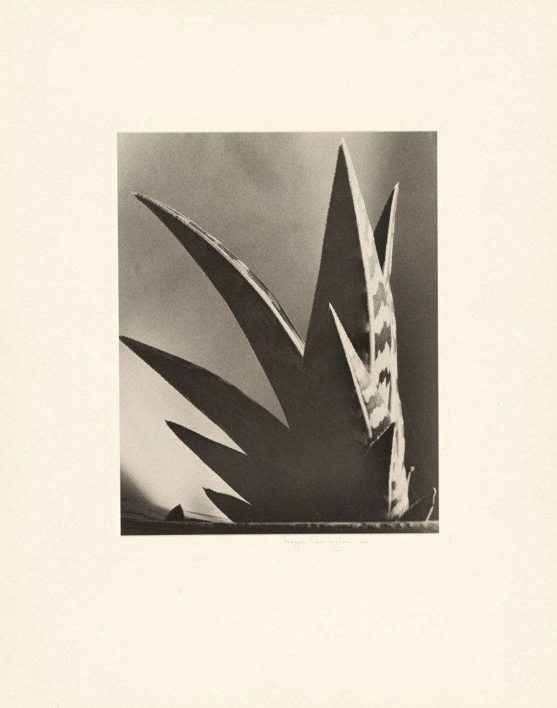 Imogen Cunningham (American, 1883-1976) 'Aloe' 1925