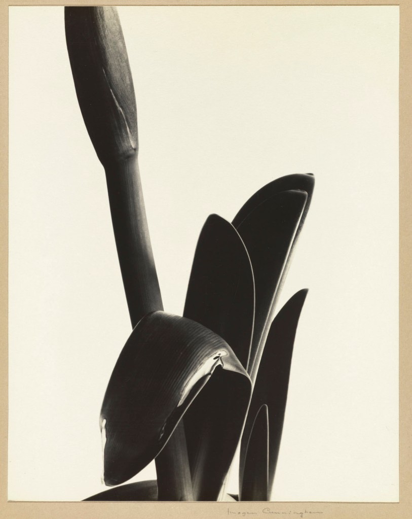 Imogen Cunningham (American, 1883-1976) 'Amaryllis' 1933