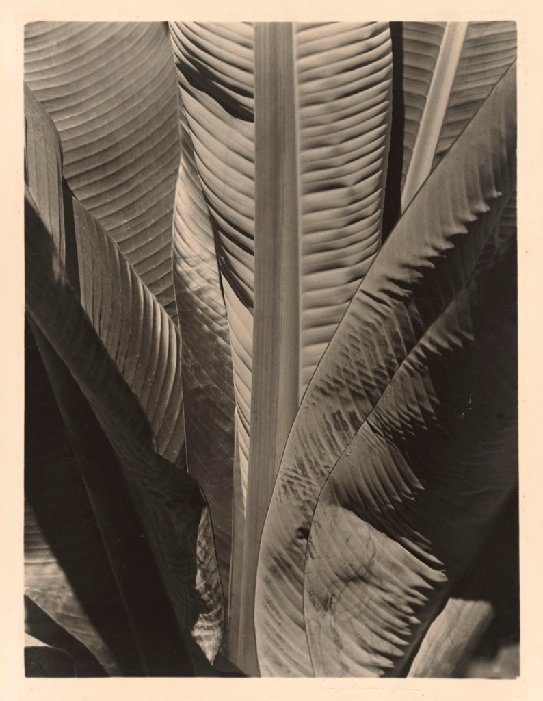 Imogen Cunningham (American, 1883-1976) 'Banana Plant' 1925-1929