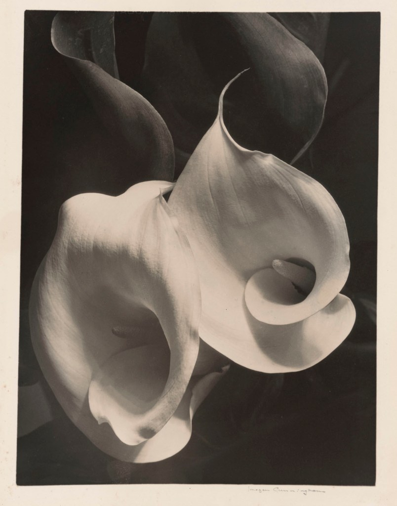 Imogen Cunningham (American, 1883-1976) 'Two Callas' 1925-1929
