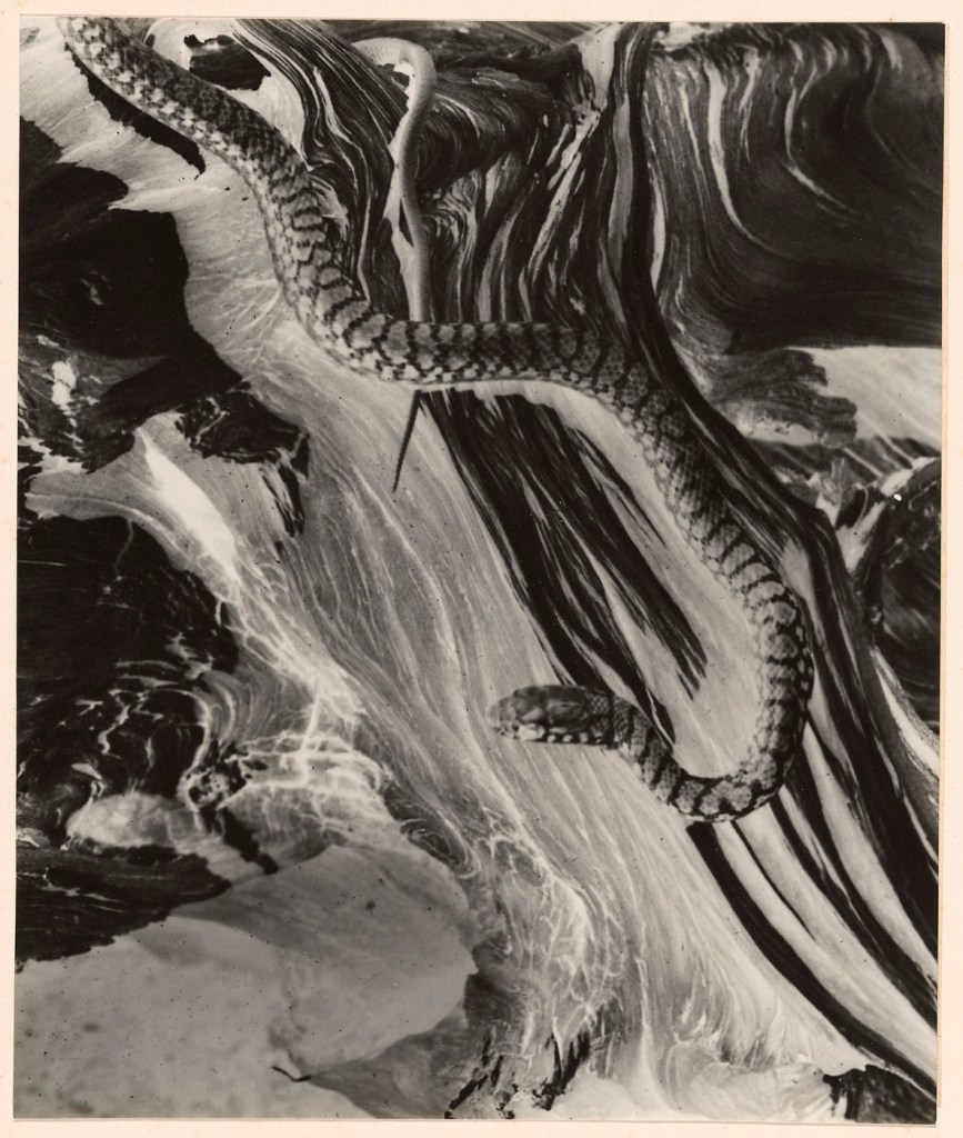 Imogen Cunningham (American, 1883-1976) 'Snake' 1929