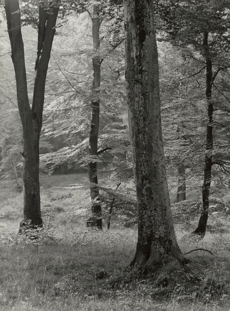 Albert Renger-Patzsch (German, 1897-1966) 'Buchenwald' Before 1962 Albert Renger-Patzsch (German, 1897-1966) 'Buchenwald' Before 1962