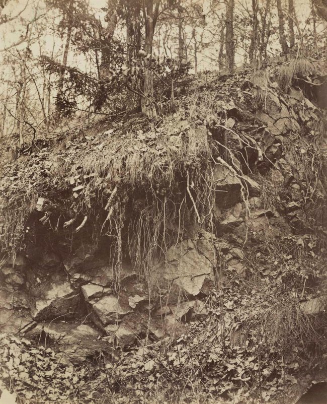 August Kotzsch (German, 1836-1910) 'Roots over rocks' Around 1870