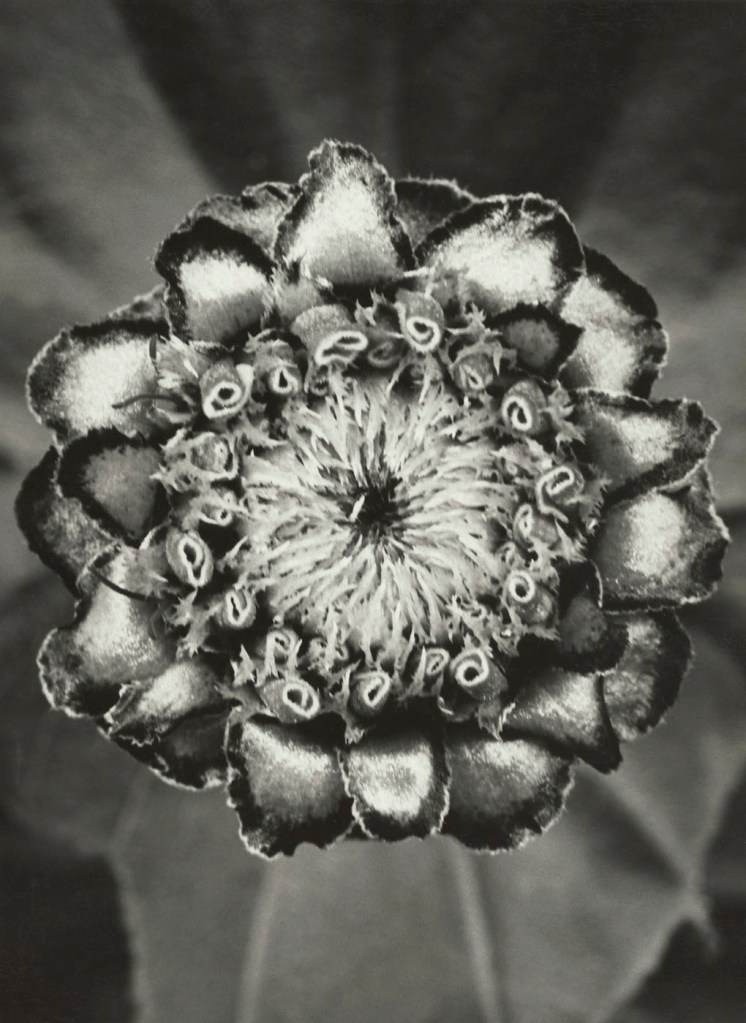 Folkwang-Auriga Verlag. 'Compositae. Zinnia elegans' Knospe 1929/1930 Folkwang-Auriga Verlag. 'Compositae. Zinnia elegans' Knospe 1929/1930