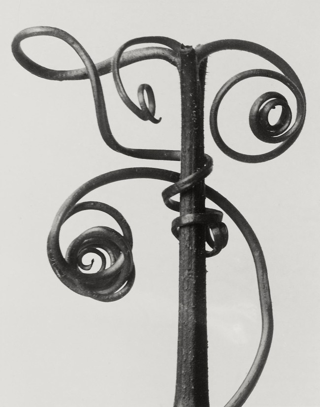 Karl Blossfeldt (German, 1865-1932) 'Cucurbita' 1928