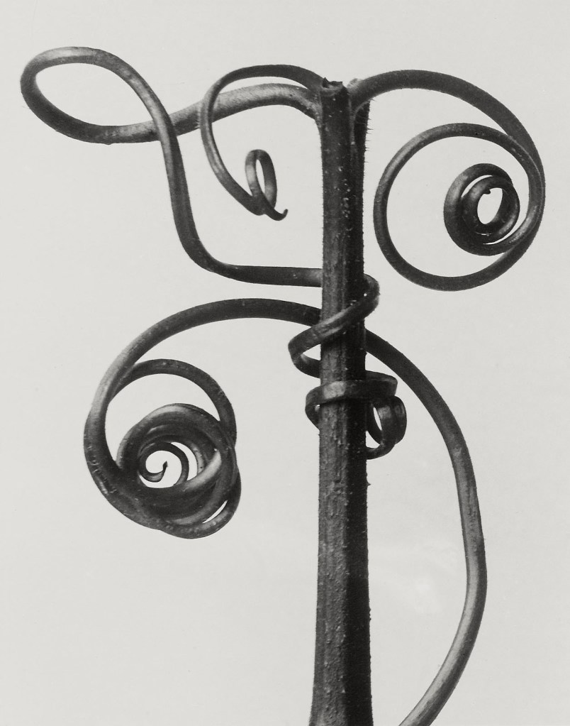 Karl Blossfeldt (German, 1865-1932) 'Cucurbita' 1928 Karl Blossfeldt (German, 1865-1932) 'Cucurbita' 1928