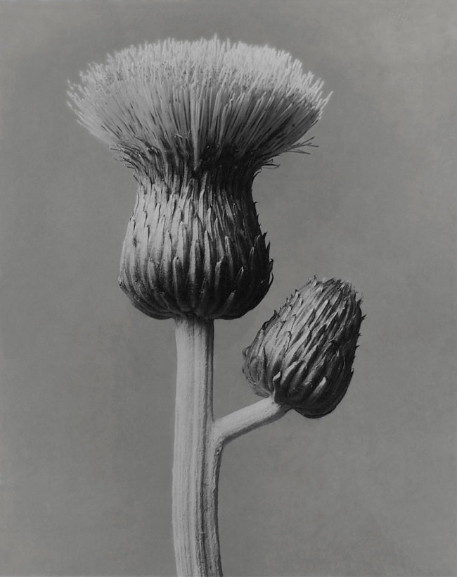Karl Blossfeldt (German, 1865-1932) 'Cirsium canum' (Grey thistle) 1928