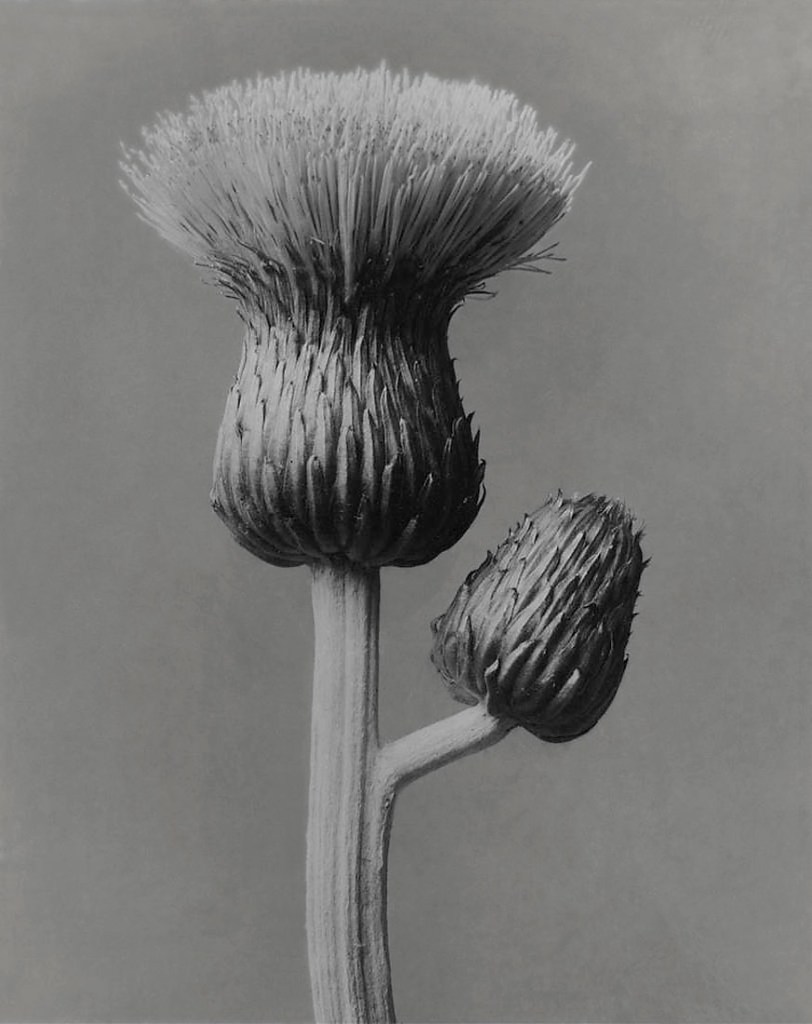 Karl Blossfeldt (German, 1865-1932) 'Cirsium canum' (Grey thistle) 1928 Karl Blossfeldt (German, 1865-1932) 'Cirsium canum' (Grey thistle) 1928